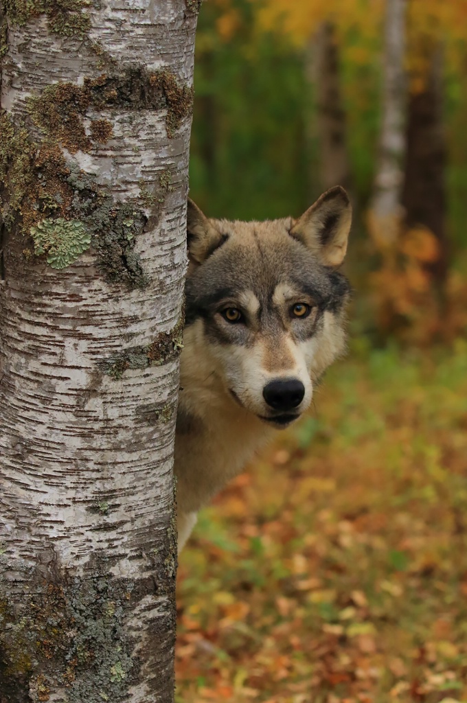 Wolf Peeking Out in Fall Colors