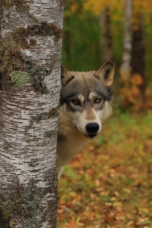 Wolf Peeking Out in Fall Colors