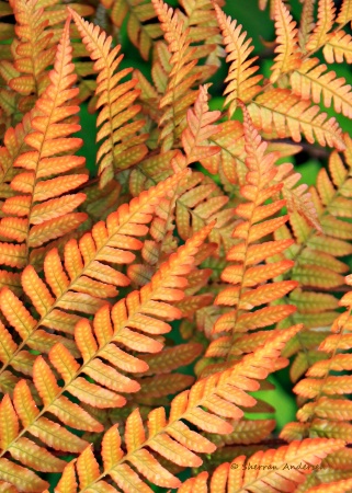 Fall Ferns