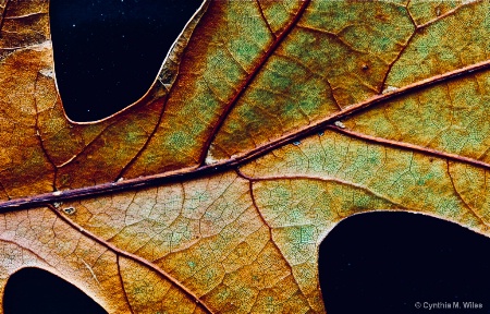 Leaf Cell Structure Against Night Sky