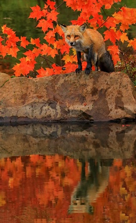 Red Fox in Fall Color
