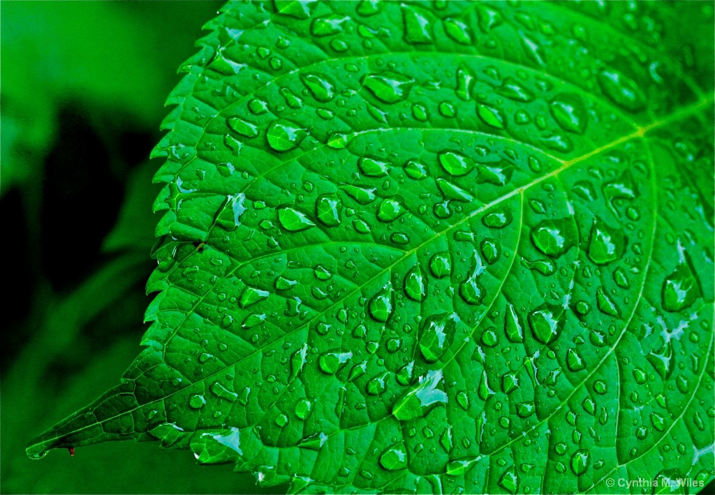 Leaf Texture With Raindrops 