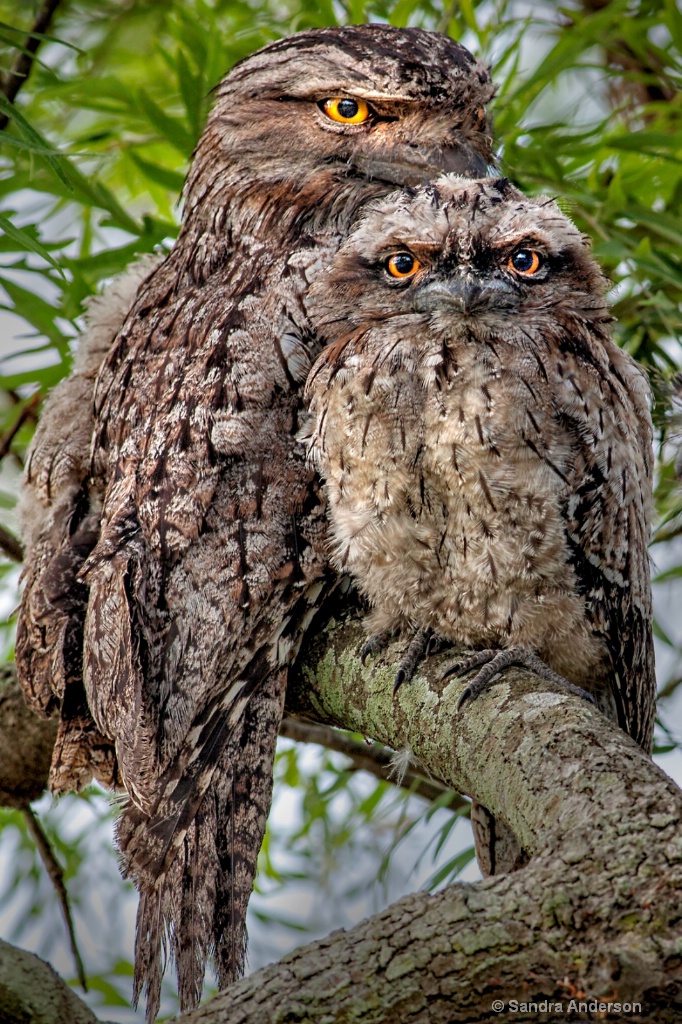 Tawny And Juvenile