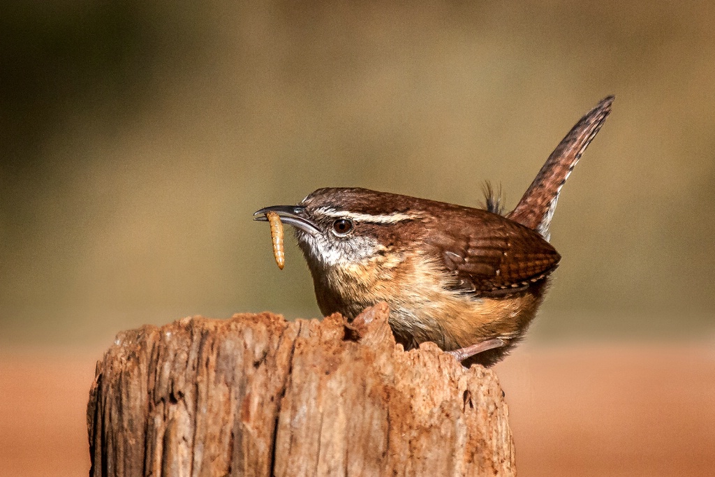 Carolina Wren   