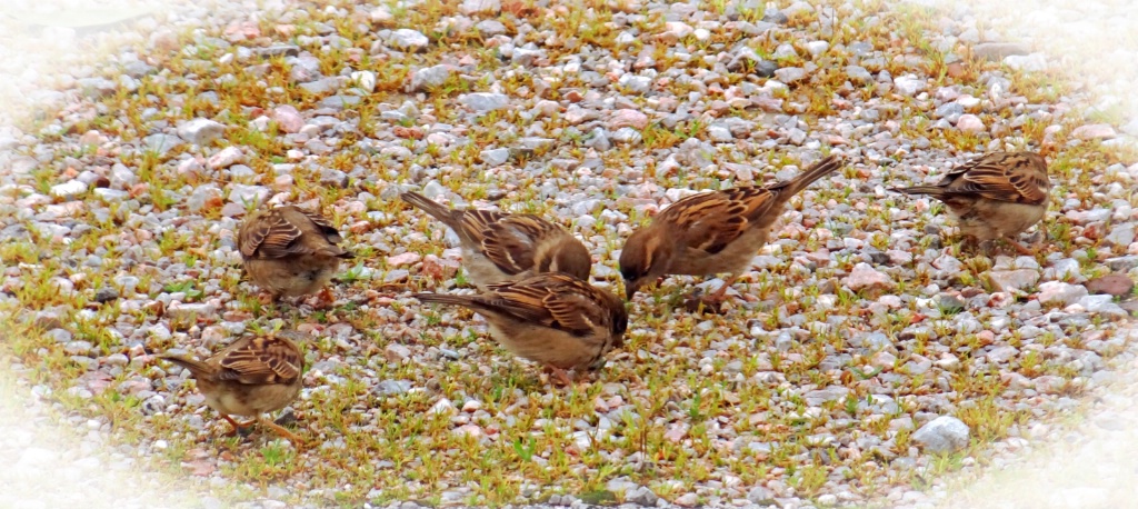 Sparrows at the backyard.