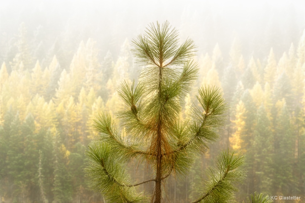 Foggy Morning with a pine