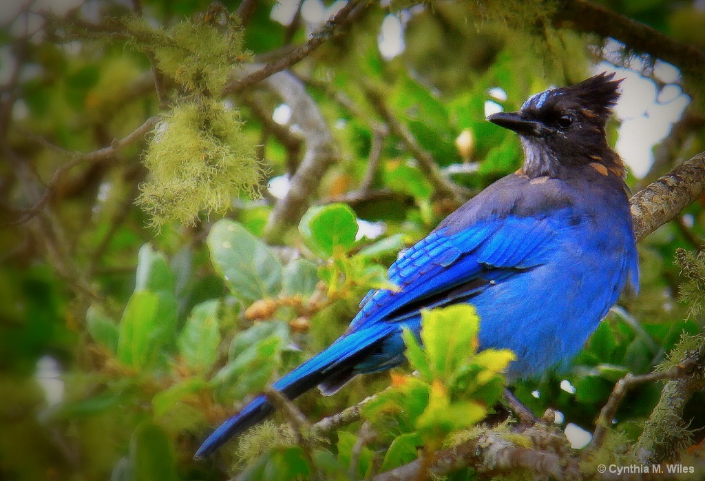 Zip-A-Dee-Doo-Dah (Mr. Bluebird) - ID: 15636277 © Cynthia M. Wiles