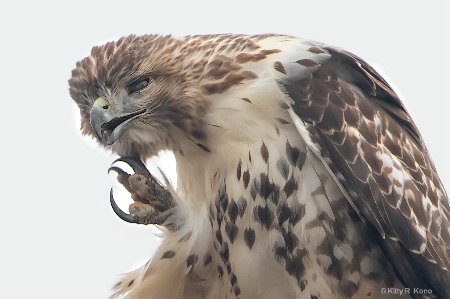 The Red Tail's Itchy Chin