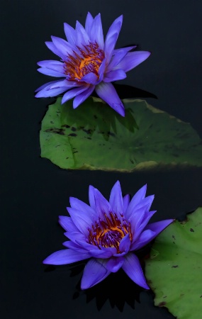 Purple Waterlilies