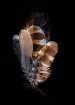 Feather Collectio...