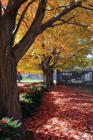 Autumn in Augusta
