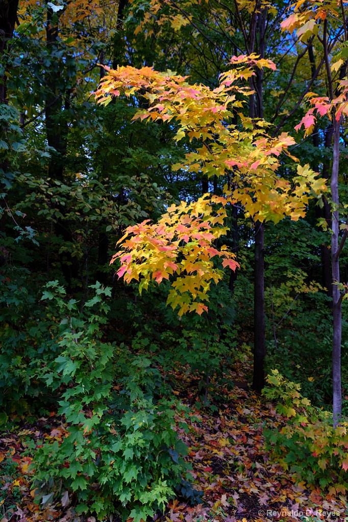 Autumn Beauty