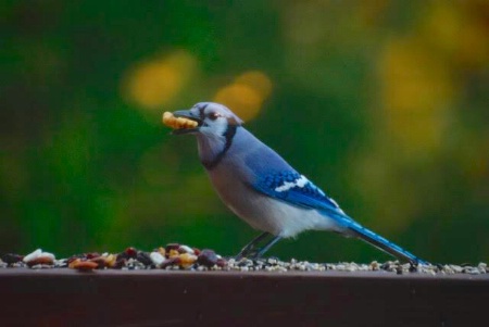 Blue Jay with a Walnut