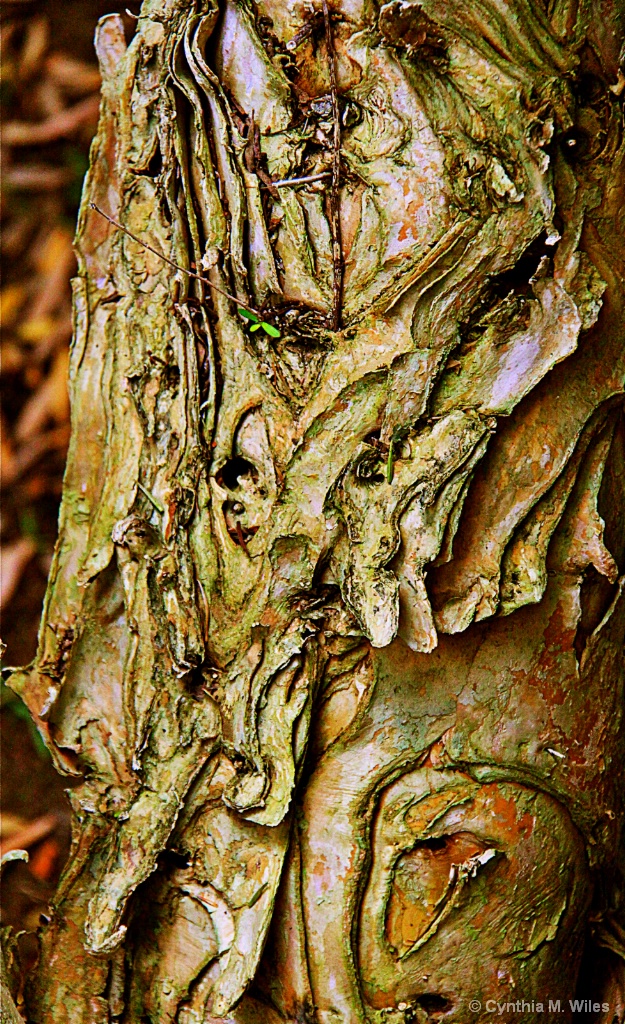 Tree Bark - ID: 15636495 © Cynthia M. Wiles