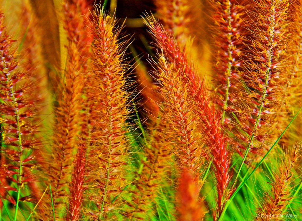 Colorful Grass - ID: 15636505 © Cynthia M. Wiles
