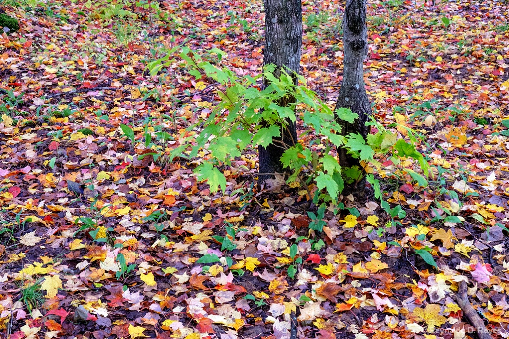 Fallen Leaves