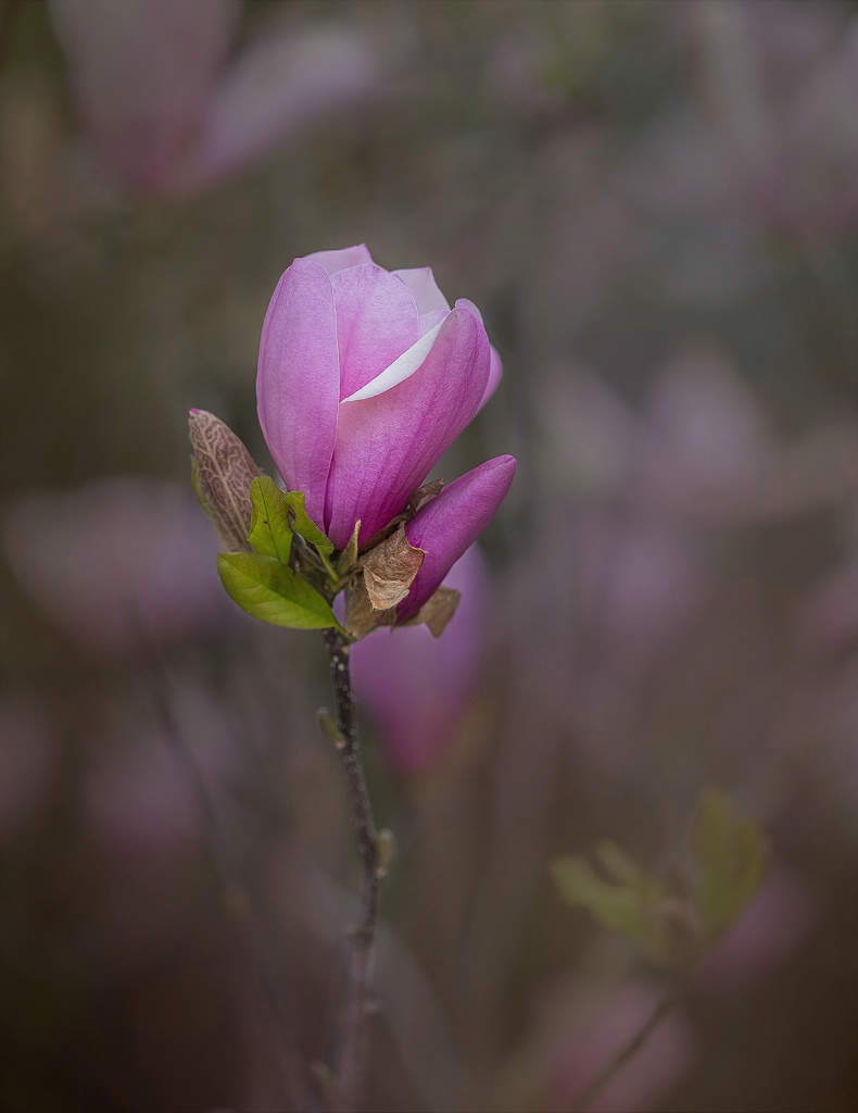 Magnolia