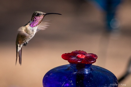 Live Diadem Bird-beam of the Summer Day