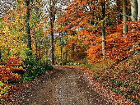 Walking Through The Autumn Forest
