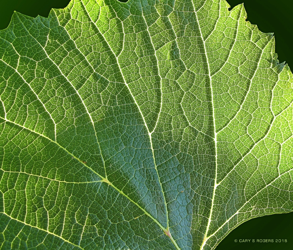 Leaf Texture Macro