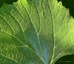 Leaf Texture Macr...