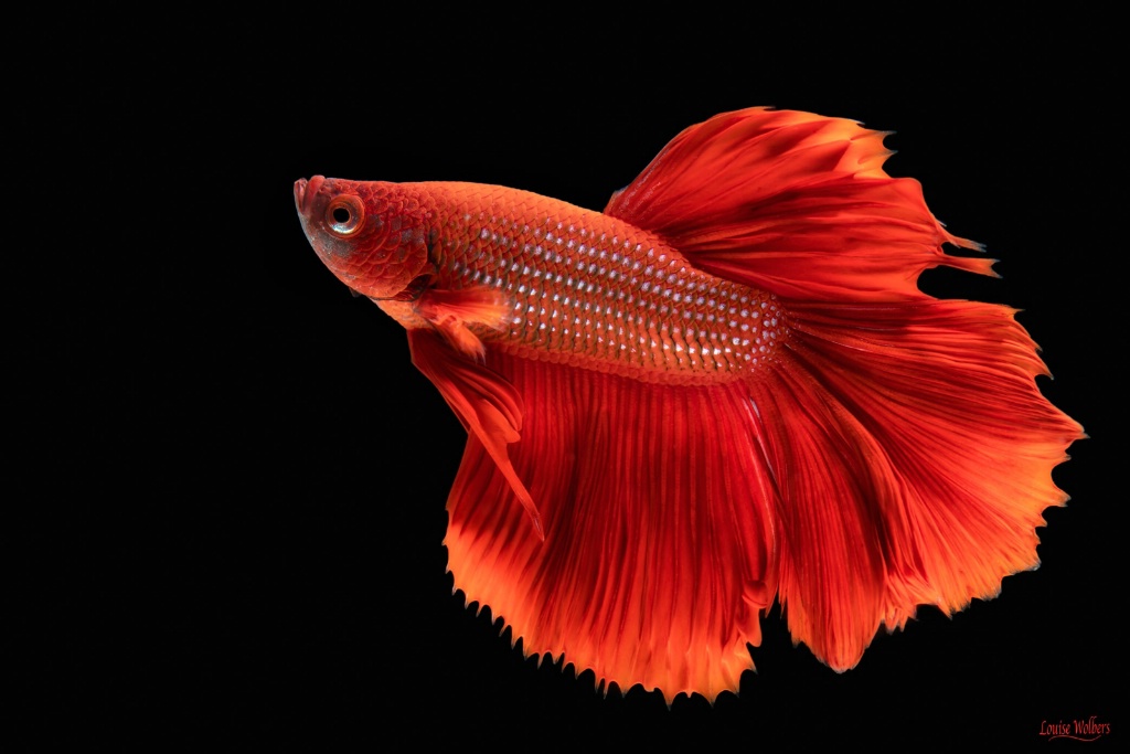 Betta - ID: 15637329 © Louise Wolbers