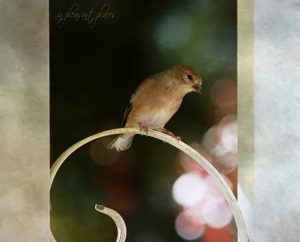 Goldfinch Bokeh