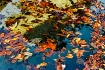 Puddle Art