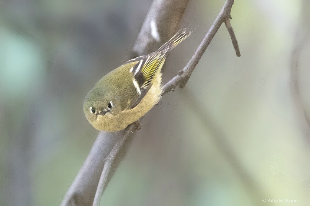 Eye Contact with the Ruby Crowned Kinglet