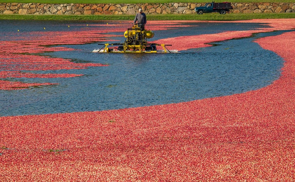 Harvesting the Cranberries