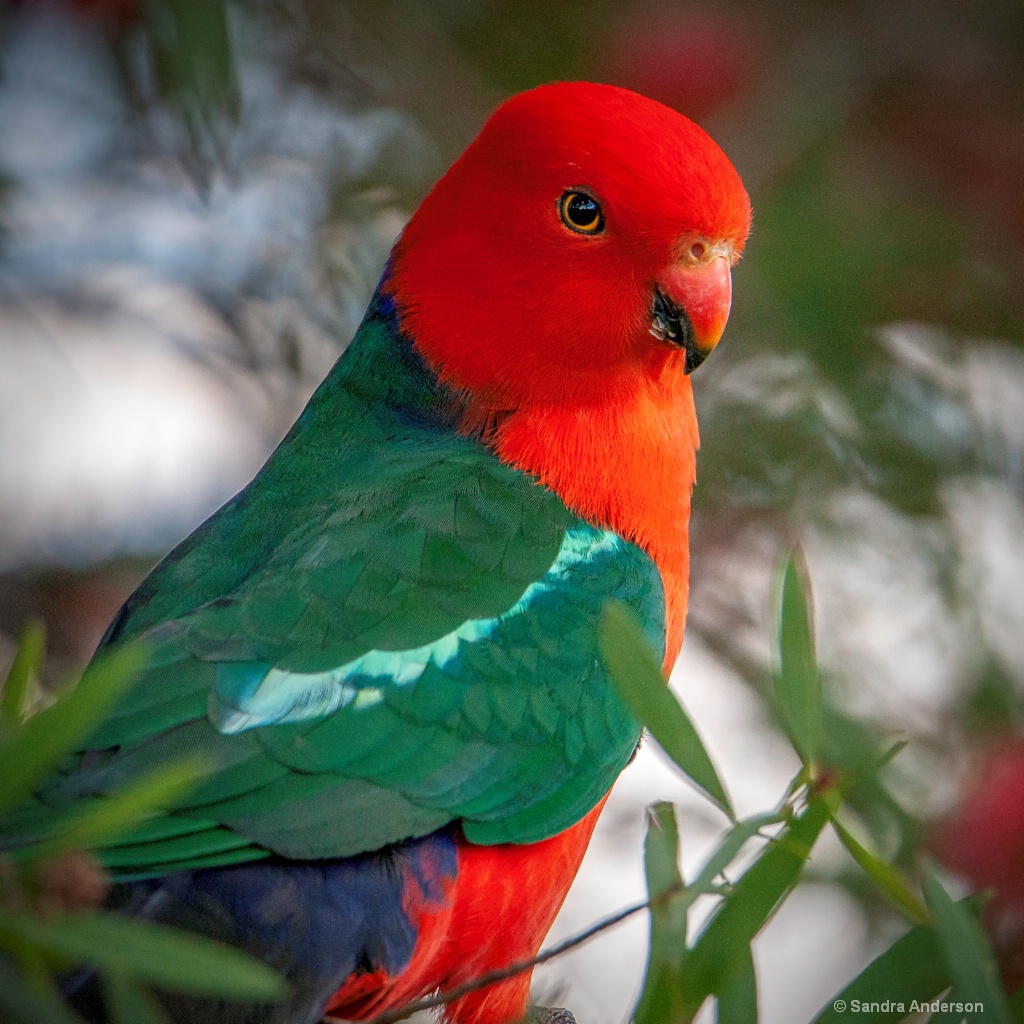 King Parrot