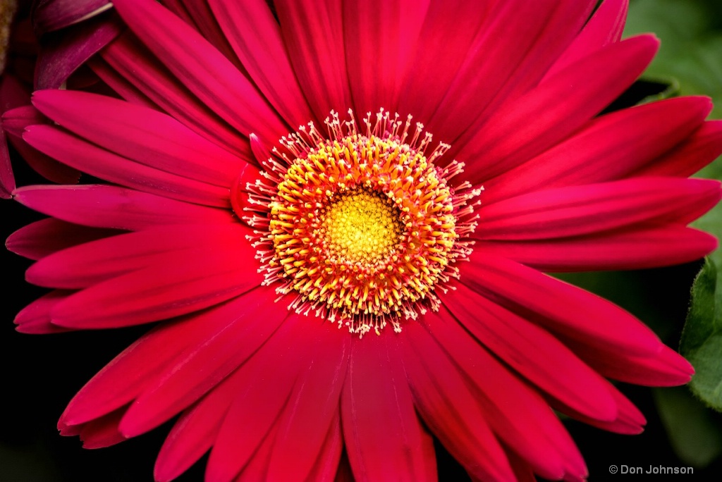 Stunning Zinnia 3-0 F LR 7-7-18 J087