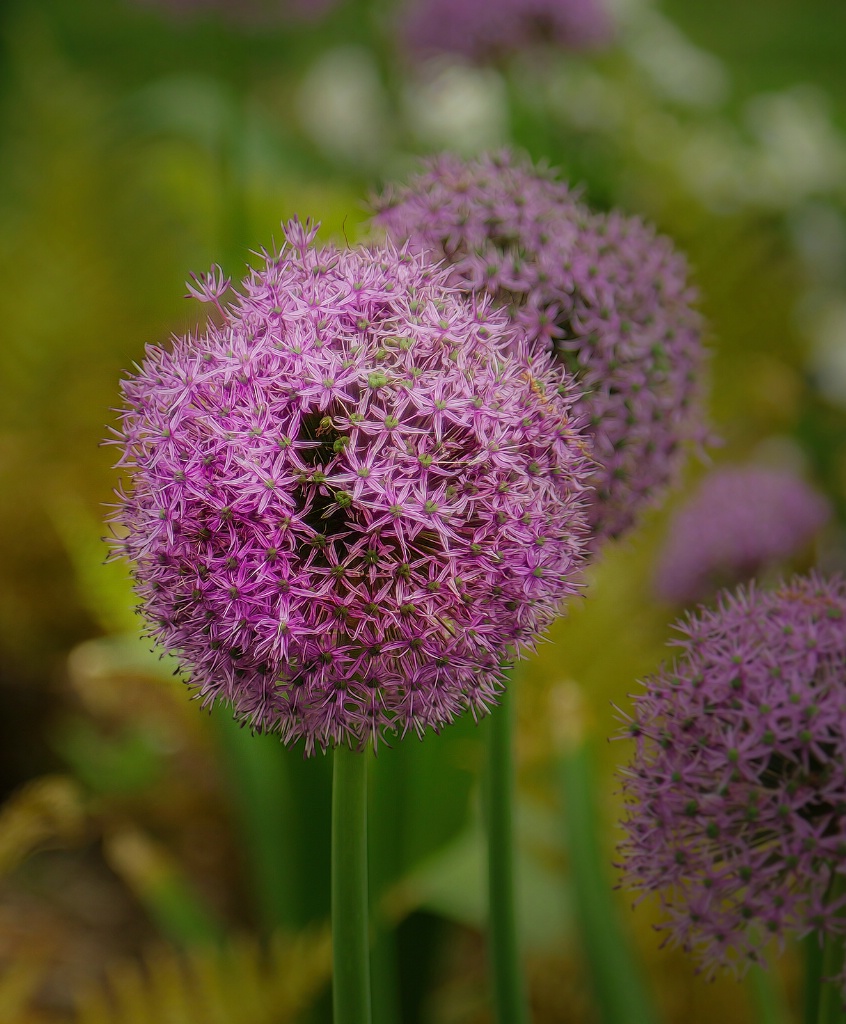 Allium