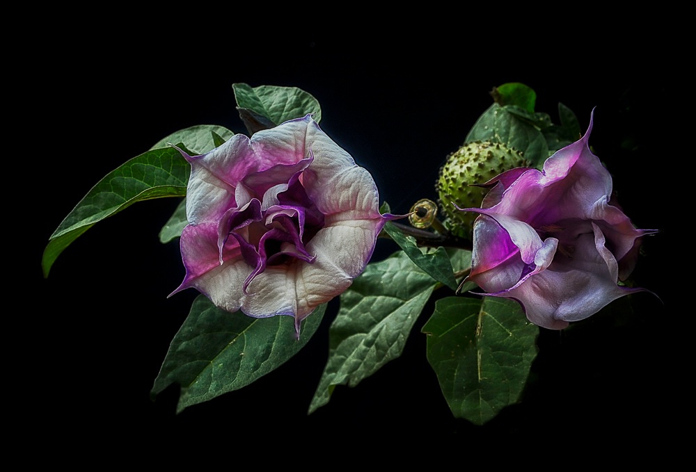 Delicate Datura Blossom