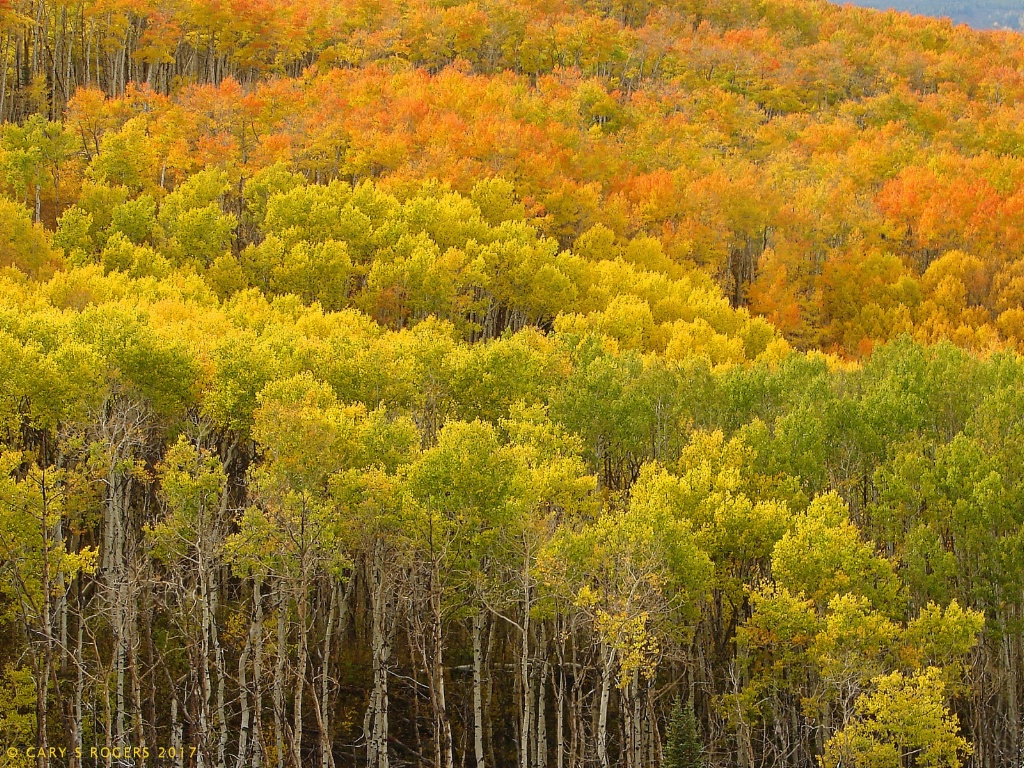 Autumn Canopy