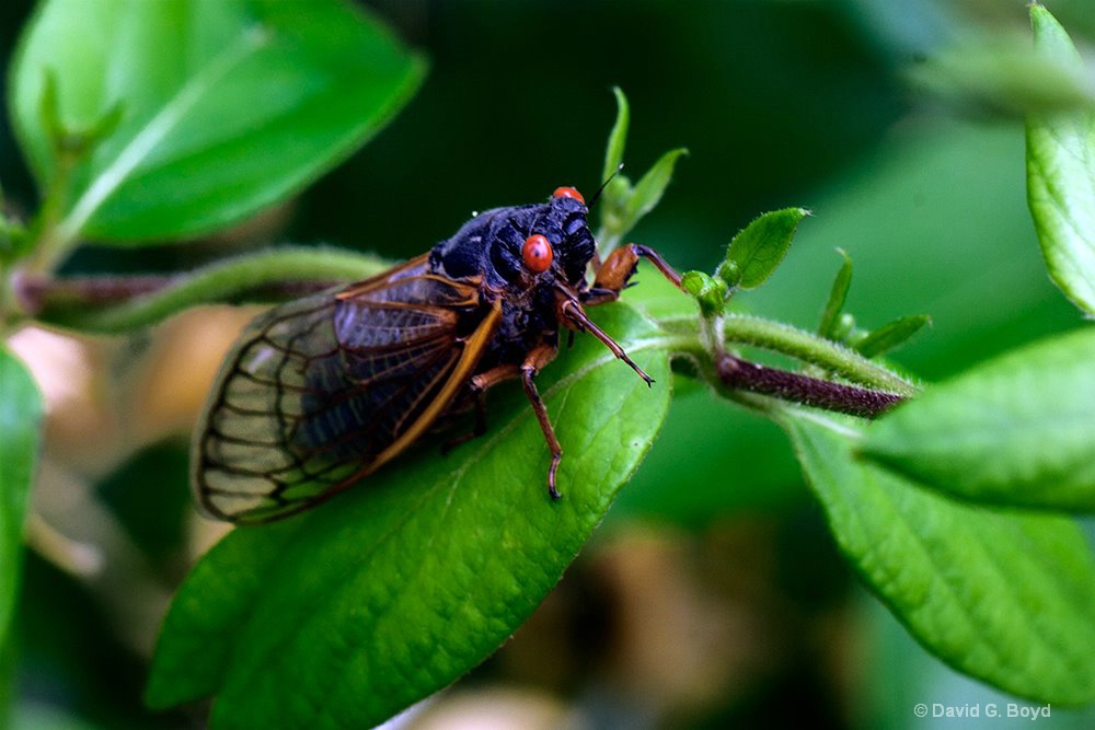 Cicada - ID: 15637793 © David G. Boyd