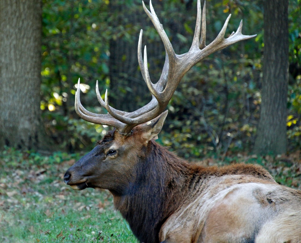 Male Elk - ID: 15637924 © Rhonda Maurer