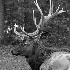 2Male Elk - ID: 15637924 © Rhonda Maurer
