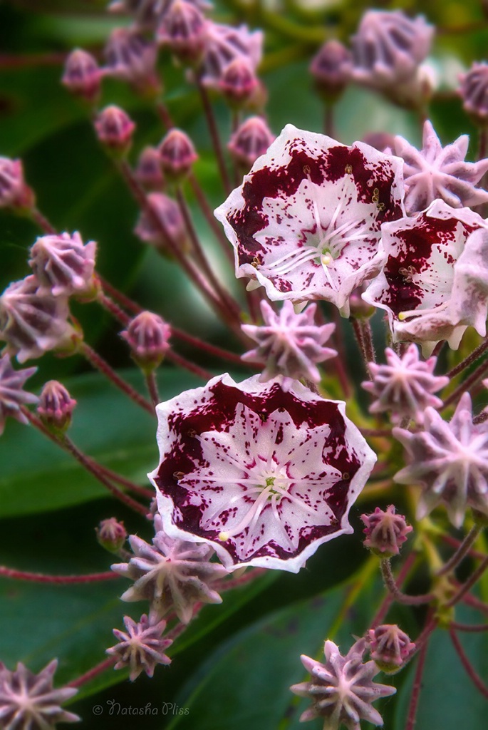 First blossoms. Mountain-laurel