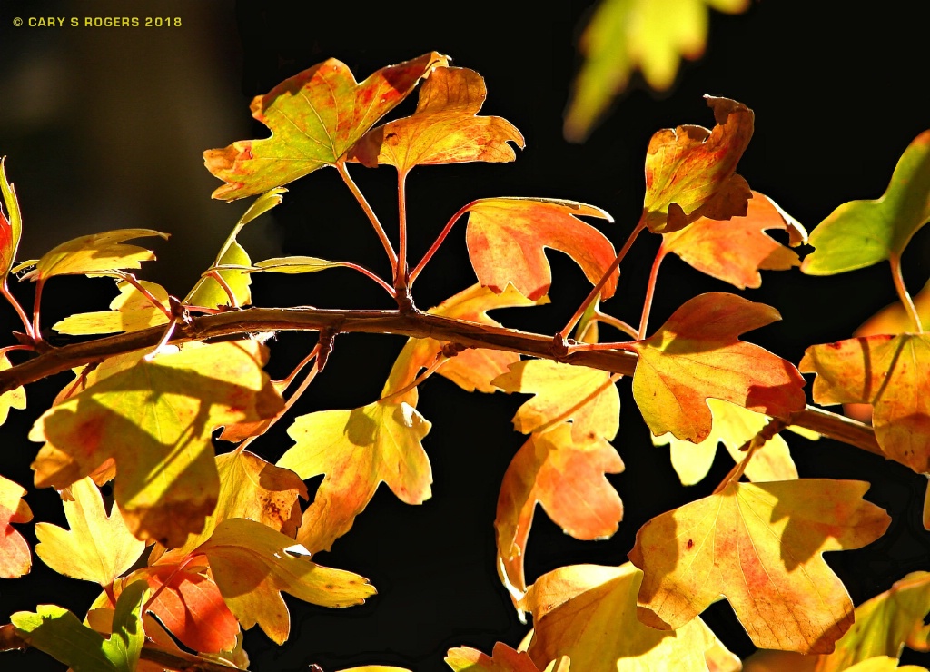 October Leaves