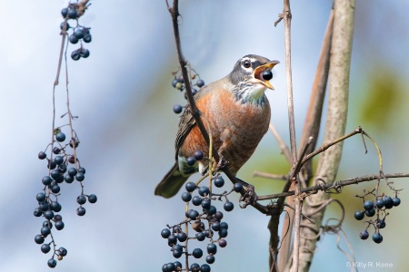 Robin and the Berries 