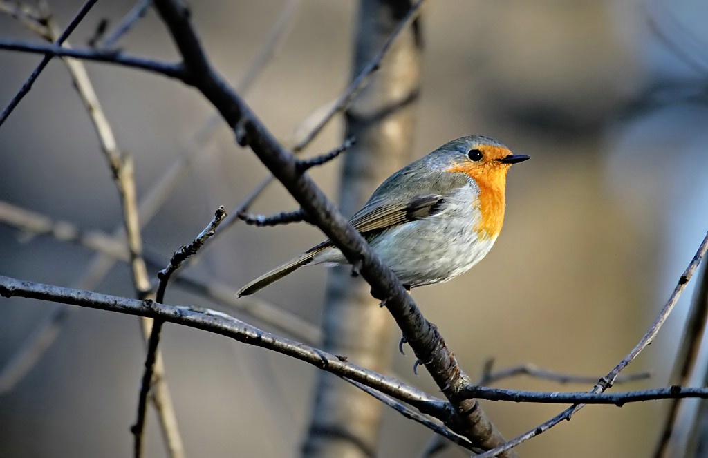 Robin