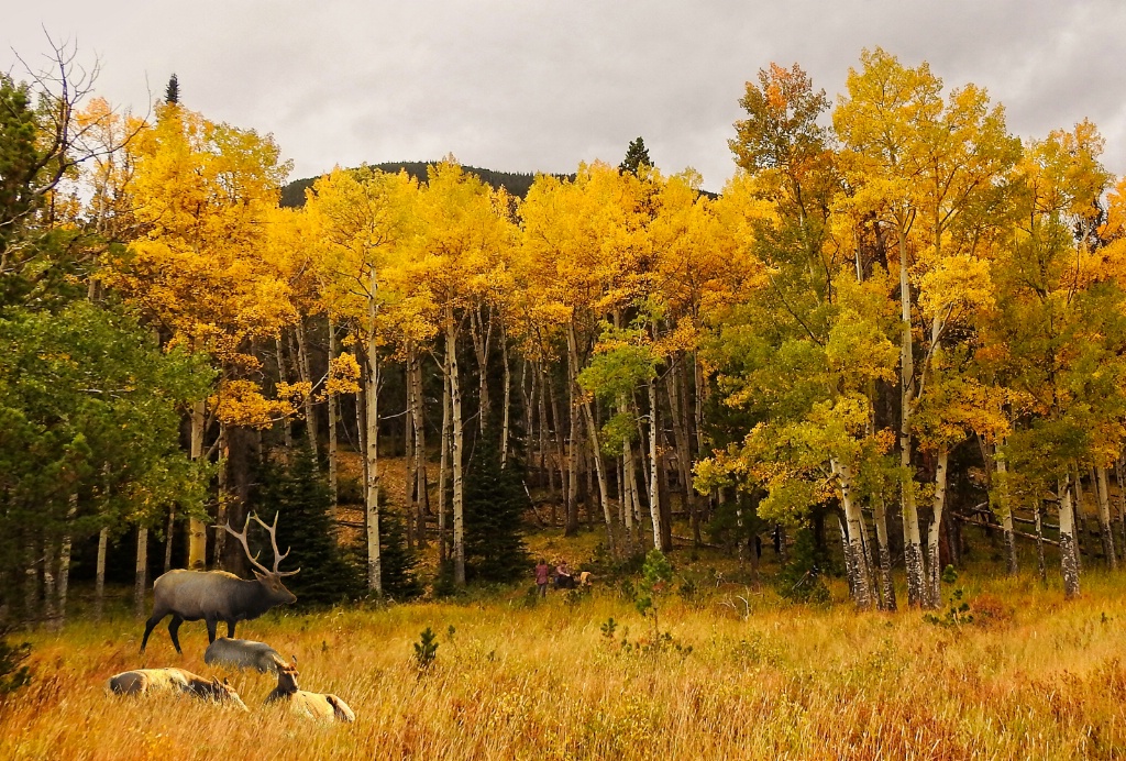 Standing Watch - ID: 15639275 © Denny E. Barnes