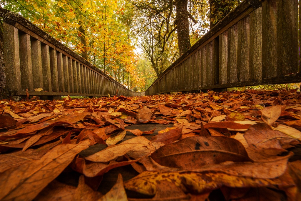 Fall Walkway
