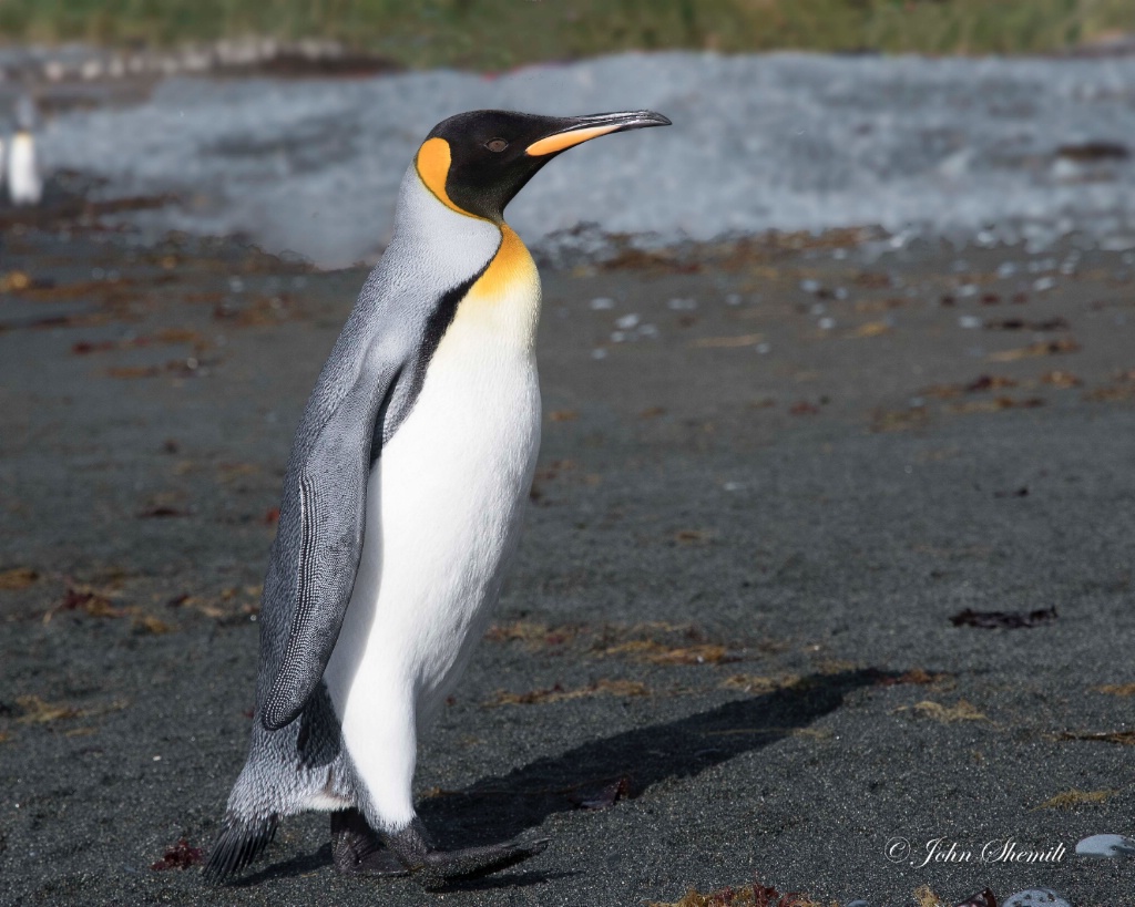 King Penguin - Feb 15th, 2017 - ID: 15639567 © John Shemilt