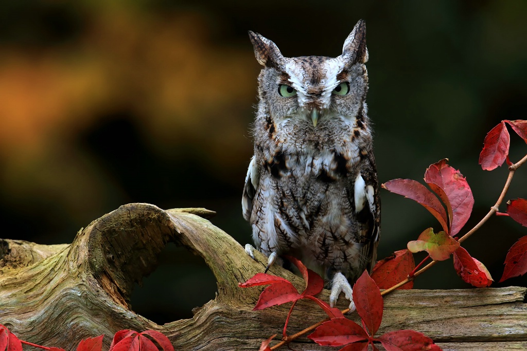 Eastern Screech Owl