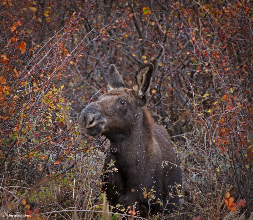 ~ Baby Moose ~ - ID: 15639869 © Trudy L. Smuin