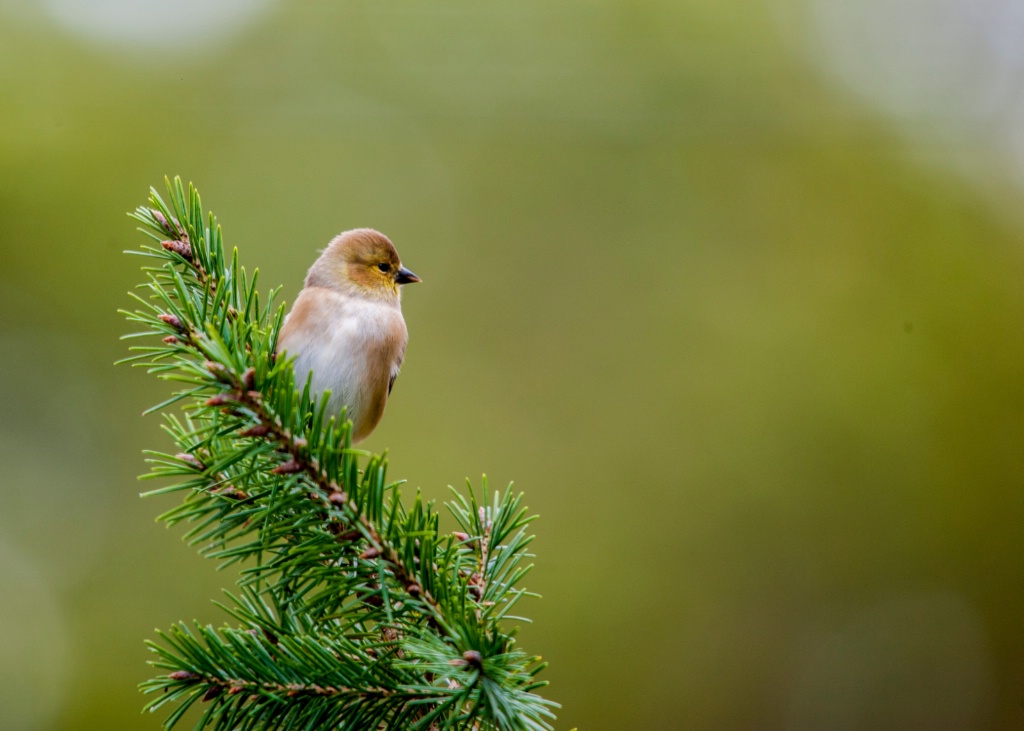 Goldfinch