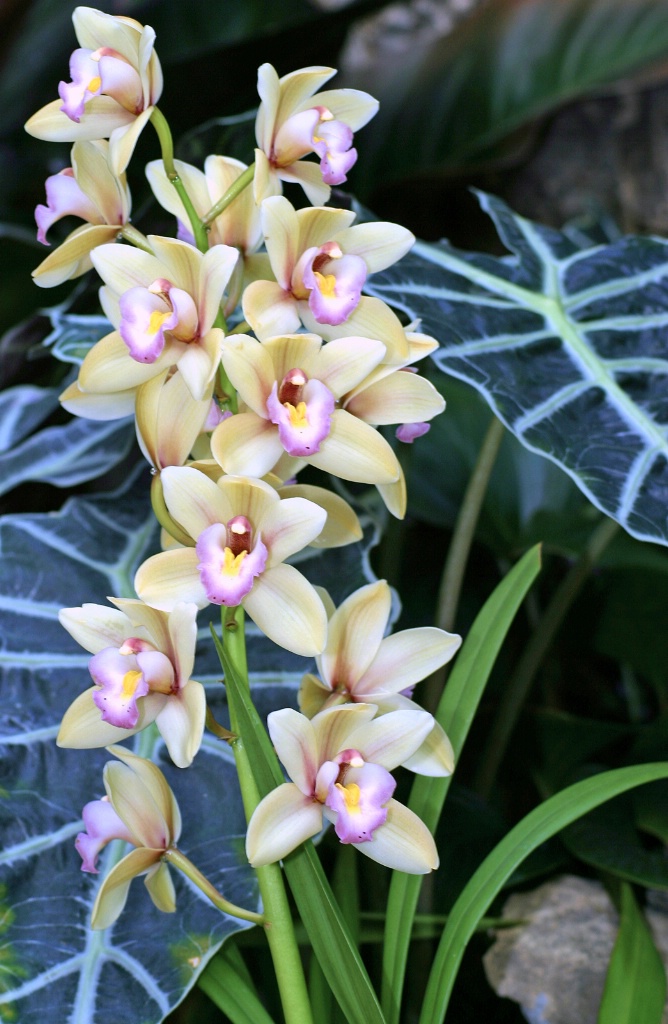 Orchids - ID: 15640020 © Rhonda Maurer
