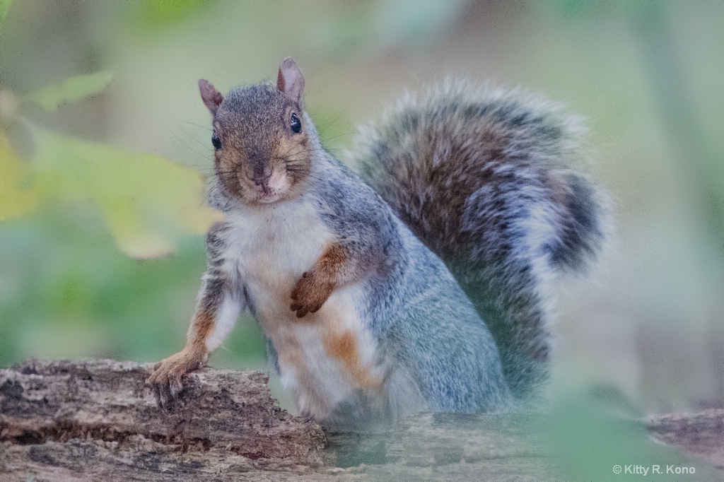 Mrs. Plumpy - the Squirrel - ID: 15640043 © Kitty R. Kono